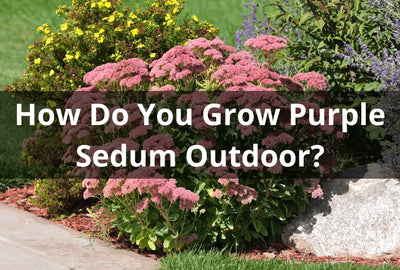 How Do You Grow Purple Sedum Outdoor? Tips And Tricks