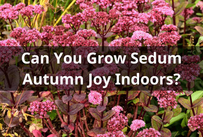 Can You Grow Sedum Autumn Joy Indoors?