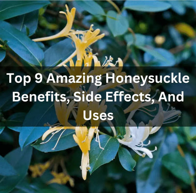 Top 9 Amazing Honeysuckle Benefits, Side Effects, And Uses