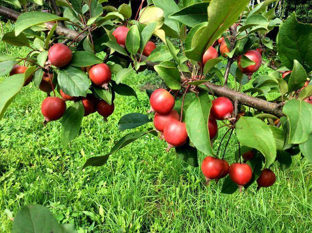 Paradise Apple 20 Seeds for Planting Domesticated Orchard Apple Culinary Apple Malus pumila Seeds