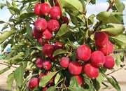 Paradise Apple 20 Seeds for Planting Domesticated Orchard Apple Culinary Apple Malus pumila Seeds