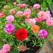 The Rike 6000 Seeds Mixed Color Moss-Rose Purslane Double Flower for Planting Portulaca Grandiflora Rose Moss Eleven o'clock Mexican Sun Rose, Rock Heat HOA muoi gio, Orange,Rose,White