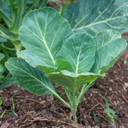 2000 Seeds - Collard Green Seeds | Planting Georgia Southern or Giant Champion | Delicious Blue-Green Cabbage Leaves | Non-GMO & Heirloom Variety | Easy to Grow - The Rike