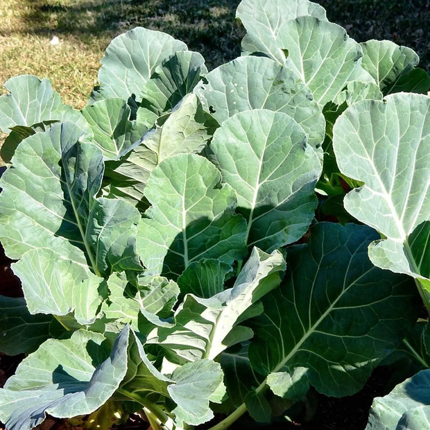 2000 Seeds - Collard Green Seeds | Planting Georgia Southern or Giant Champion | Delicious Blue-Green Cabbage Leaves | Non-GMO & Heirloom Variety | Easy to Grow - The Rike