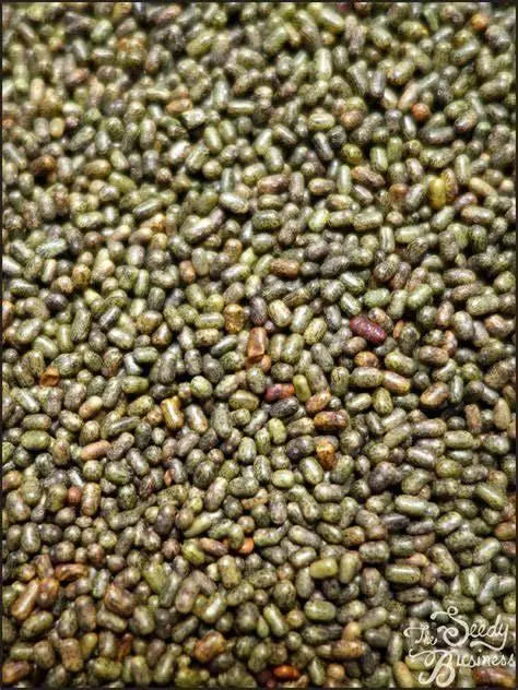 The Rike 100 Sesbania Sesban seeds Yellow Swedish Cotton Flower Sesbania Sesban Seeds Common Sesban Egyptian Rattle pod seeds