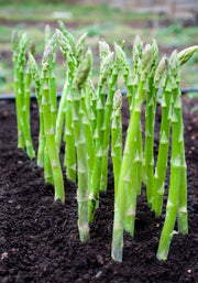 50 Seeds Asparagus Seeds for Planting Non-GMO Vegetable Seeds Garden Seeds