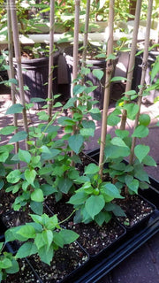 50 LA Giang Seeds - River Leaf Vine Seeds - Aganonerion Seeds - Sour Leaf Creeper Sour-SOP Creeper Seeds La Lom Non-GMO Vegetable Seeds Herbal Seeds