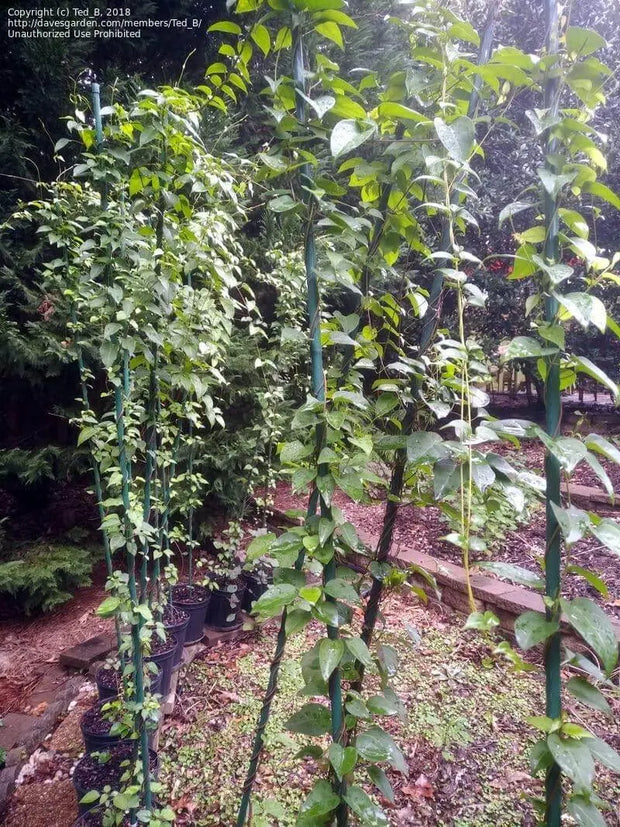 50 LA Giang Seeds - River Leaf Vine Seeds - Aganonerion Seeds - Sour Leaf Creeper Sour-SOP Creeper Seeds La Lom Non-GMO Vegetable Seeds Herbal Seeds