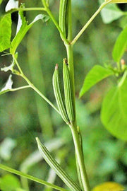 6500 Saluyot Seeds, Egyptian Spinach Seeds, Corchorus Olitorius Molokhia Seeds, Ewedu, Jute Seeds
