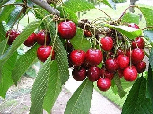 50 Sweet Cherry Seeds Fruit Tree Seeds for Planting Non-GMO & Heirloom Seeds Prunus avium Homegrown