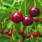 50 Sweet Cherry Seeds Fruit Tree Seeds for Planting Non-GMO & Heirloom Seeds Prunus avium Homegrown