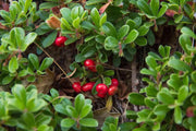 Bearberry Tea Leaf Herbal Tea Arctostaphylos Uva-Ursi L Kinnikinnick Tea Pinemat Manzanita, Bearberry hogberry tea rockberry tea 100 Gram