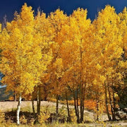 100 Seeds - Quaking Aspen Tree Seeds - Non-GMO Populus tremuloides Seeds for Planting - Populus tremula Aspen Tree Seeds - Populus grandidentata BIGTOOTH Aspen Tree Seeds