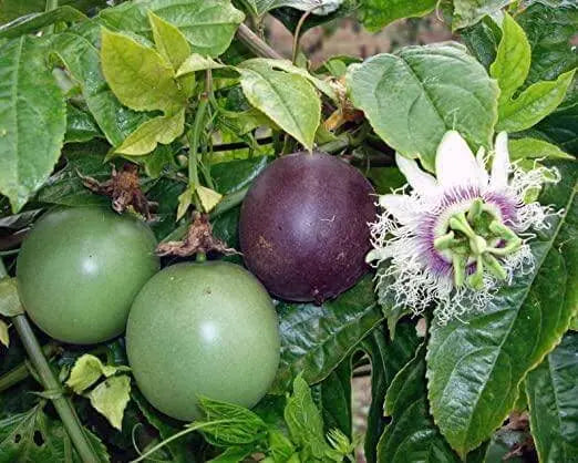 60 Passionflower Seeds Mixed Color Chanh Day lac Tien Seeds Passiflora Passion Vines Passion Fruit Flower Seeds