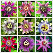 60 Passionflower Seeds Mixed Color Chanh Day lac Tien Seeds Passiflora Passion Vines Passion Fruit Flower Seeds