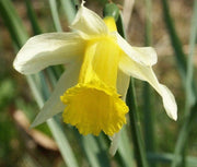 10 Wild Daffodil Bulbs- Lent Lily, Yellow Perennial - Narcissus Pseudonarcissus Small Trumpet Daffodil Bulbs