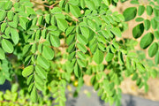 250 Seeds Moringa Oleifera Seeds for Planting Drumstick Seeds Non-GMO for Sprouting, Planting, Cooking | 100% Natural & Wildcrafted | Non-GMO | for Planting Semillas De Moringa Tree & Culinary Use