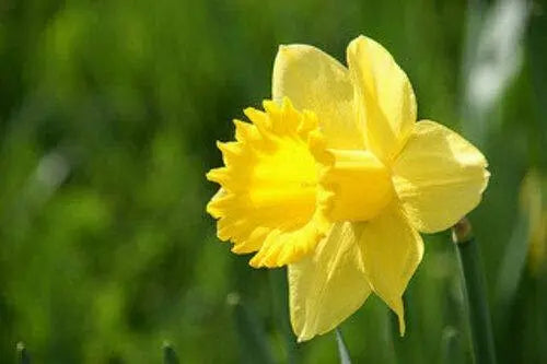 10 Wild Daffodil Bulbs- Lent Lily, Yellow Perennial - Narcissus Pseudonarcissus Small Trumpet Daffodil Bulbs