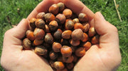 45 Seeds American Hazelnut Tree Seeds Filbert Corylus Americana Fruit Nut Seeds Semillas Graines