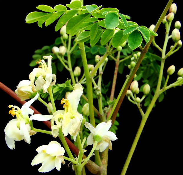 250 Seeds Moringa Oleifera Seeds for Planting Drumstick Seeds Non-GMO for Sprouting, Planting, Cooking | 100% Natural & Wildcrafted | Non-GMO | for Planting Semillas De Moringa Tree & Culinary Use