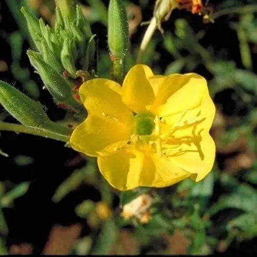 300 Seeds Evening Primrose Seeds Yellow Flowers Oenothera biennis Suncups Sundrops Seeds for Planting
