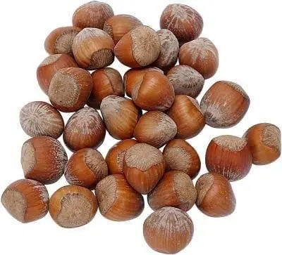 45 Seeds American Hazelnut Tree Seeds Filbert Corylus Americana Fruit Nut Seeds Semillas Graines