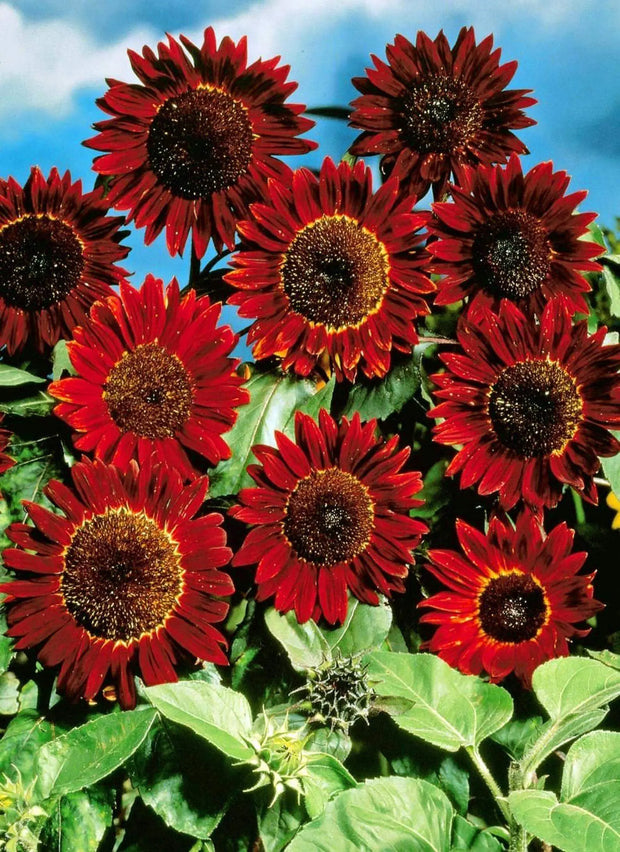 50 Seeds Sunflower Seeds Red Sunflower Seeds for Planting Giant Crazy Sunflower Seeds Helianthus annuus Seeds (Red Color)