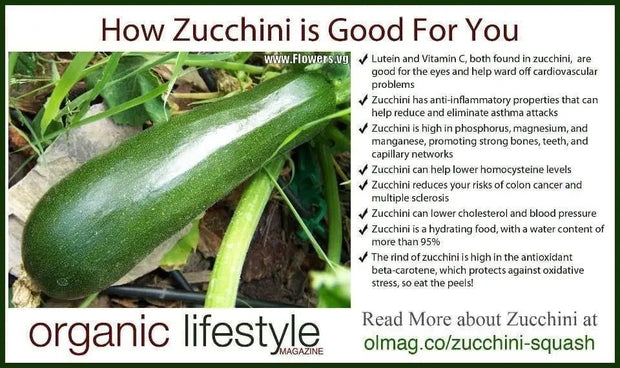 100 Seeds Dark Green Zucchini Squash Seeds Vegetable Seed Heirloom Non-GMO with Free Bandana Mask