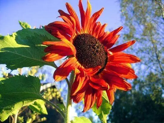 50 Seeds Sunflower Seeds Red Sunflower Seeds for Planting Giant Crazy Sunflower Seeds Helianthus annuus Seeds (Red Color)