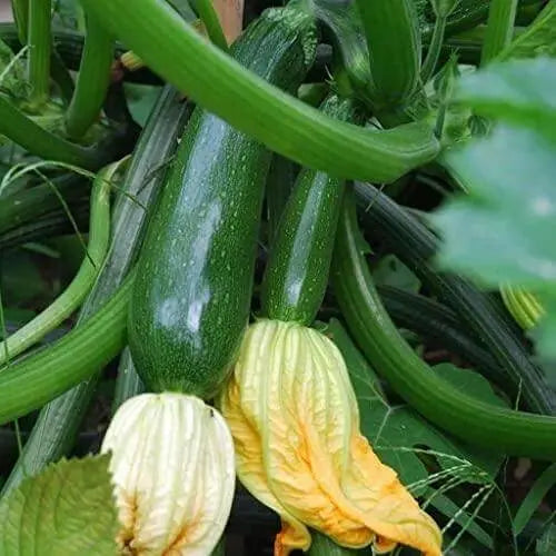 100 Seeds Dark Green Zucchini Squash Seeds Vegetable Seed Heirloom Non-GMO with Free Bandana Mask