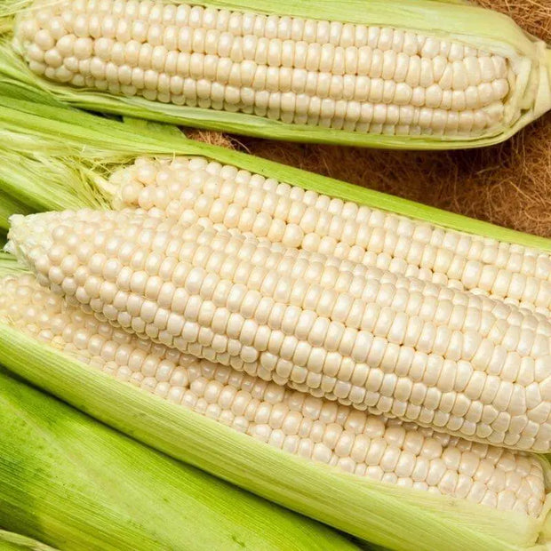300 Seeds - Waxy Corn Seeds or Sticky Corn Seeds for Planting - Bap NEP Deo, Sweet Corn, Sticky Corn - Glutinous Corn or White Corn Sticky Sweet Corn Seeds - Non-GMO & Easy to Grow