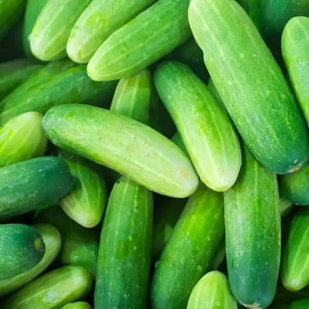 100 Cucumber Seeds Cucumis Sativus Seeds Vegetable Seeds, 100% Organic Non-GMO