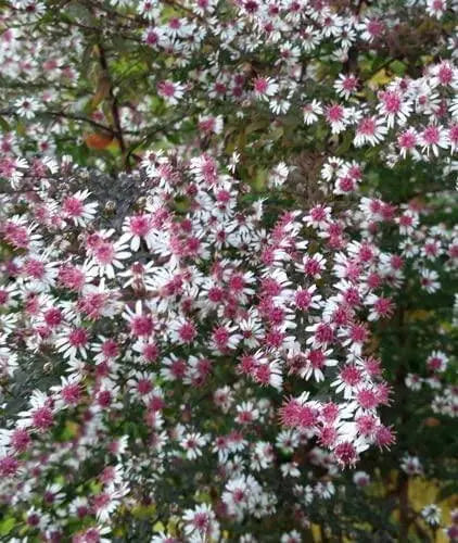 800 Seeds Calico Aster Seeds Symphyotrichum lateriflorum Flower Seeds Calico Aster Seeds, starved Aster, White Woodland Aster Seeds Grown in Illinois Farm