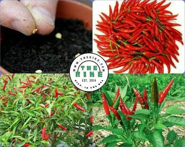 150 Seeds Bird's Eye Chili Seeds Organic Thai Chili Pepper Seed