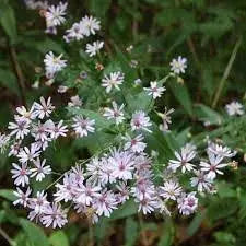 800 Seeds Calico Aster Seeds Symphyotrichum lateriflorum Flower Seeds Calico Aster Seeds, starved Aster, White Woodland Aster Seeds Grown in Illinois Farm