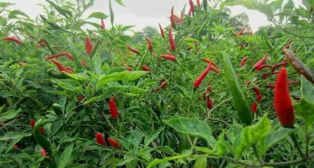 150 Seeds Bird's Eye Chili Seeds Organic Thai Chili Pepper Seed