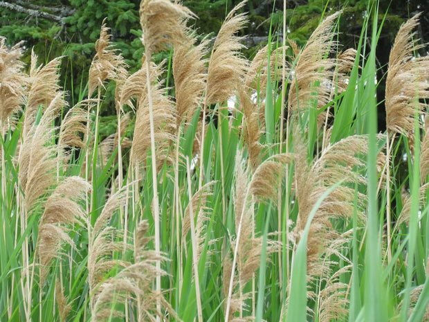 Common Reed 2000 Seeds for Planting Perennial Reed Grasses communis phragmites Australis Seeds