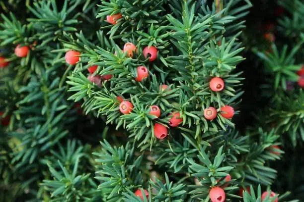 30 Taxus baccata Seeds, yew Tree Seeds, tejo Negro semillas - Canada Yew Seeds Tree Seeds - English Yew Tree Seeds - Ancient Yew Tree, Bonsai Tree Seeds American Yew Tree Seeds for Planting