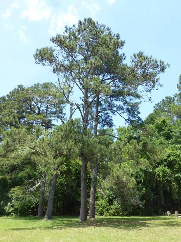 30 Seeds Loblolly Pine Seeds Tree Seeds for Planting Pinus taeda Arkansas Pine North Carolina Pine Oldfield Pine Seeds