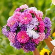 Aster Tall Double Gremlin Seeds Crego Giant Mixture Aster Flower 1000 Seeds for Planting Chinese Aster Seeds Annual-Aster China-Aster Callistephus chinensis Ochiul boului Seeds
