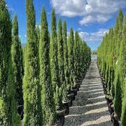 30 Seeds Italian Cypress Seeds Tree Seeds for Planting Cupressus sempervirens Mediterranean Cypress Tuscan Cypress, Persian Cypress Pencil Pine Seeds