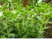 150 Limnophila Aromatica Seeds Rice Paddy Herb Seeds Rau NGO Om Seeds Rau NGO Ma Om Seeds (ម្អម) for Planting