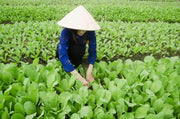 1500 Seeds Mustard Seeds – Cải Bẹ Xanh Green Field Mustard Lettuce Spinach Seeds Brassica rapa BAU-Sin Chinese Mustard Seed Tendergreen GAI Choi Heirloom Non GMO