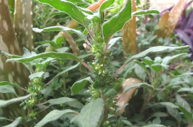 100 Pennsylvania Pellitory Seeds for Planting Parietaria pensylvanica Flower Seeds