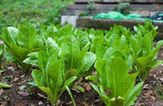 1500 Seeds Mustard Seeds – Cải Bẹ Xanh Green Field Mustard Lettuce Spinach Seeds Brassica rapa BAU-Sin Chinese Mustard Seed Tendergreen GAI Choi Heirloom Non GMO