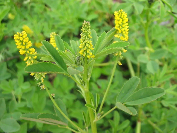 3000 Seeds Yellow Sweet Clover Seeds for Planting Melilotus Officinalis Seeds Yellow Common Melilot Seeds