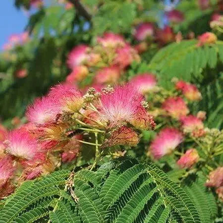 50 Pink Mimosa Tree Seeds for Planting Heirloom Persian Silk Tree/Pink Siris Seeds Albizia julibrissin Bloom Fast Growing