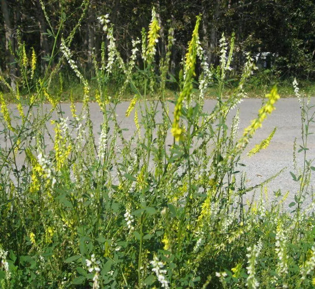 3000 Seeds Yellow Sweet Clover Seeds for Planting Melilotus Officinalis Seeds Yellow Common Melilot Seeds