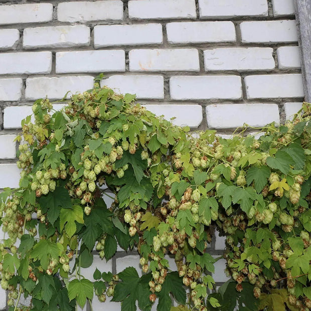 30 Seeds - Hops Vine Seeds - Perennial Humulus Lupulus Hops Seeds for Planting | Climbing Vine Plant Seed to Grow Hops Bine/Hop Cones - Beer Flower Lupulin Plant to Make Beer - The Rike