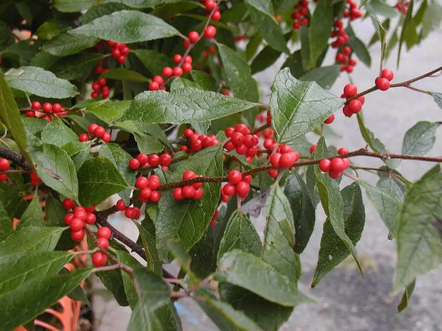 50 Seeds American Holly Seeds Tree Seeds for Planting Ilex opaca Seeds English Holly Seeds
